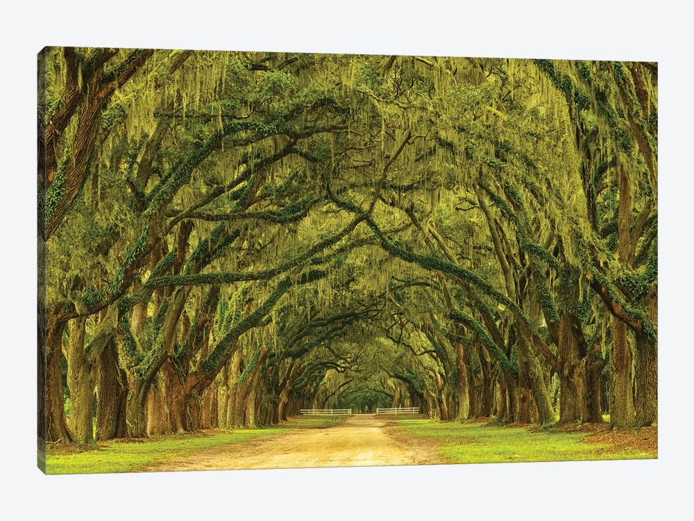USA, Georgia, Savannah. Mile long oak drive by Joanne Wells 1-piece Art Print