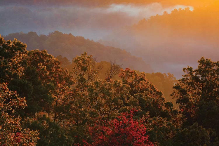 USA, Tennessee. Great Smoky Mountain National Park, trees and fog at sunrise.