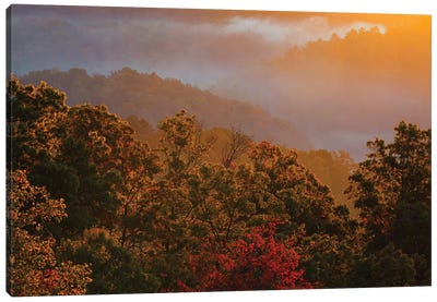 USA, Tennessee. Great Smoky Mountain National Park, trees and fog at sunrise. Canvas Art Print - Appalachian Mountain Art