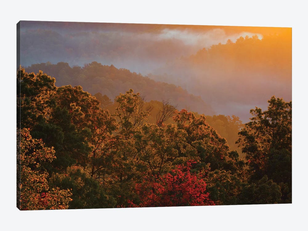 USA, Tennessee. Great Smoky Mountain National Park, trees and fog at sunrise. by Joanne Wells 1-piece Canvas Wall Art
