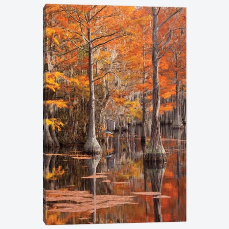 USA, George Smith State Park, Georgia. Fall cypress trees with wood duck box. Canvas Print #ANN8} by Joanne Wells Canvas Wall Art