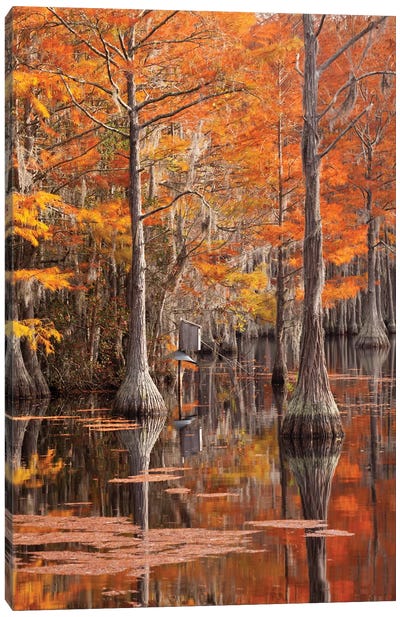 USA, George Smith State Park, Georgia. Fall cypress trees with wood duck box. Canvas Art Print