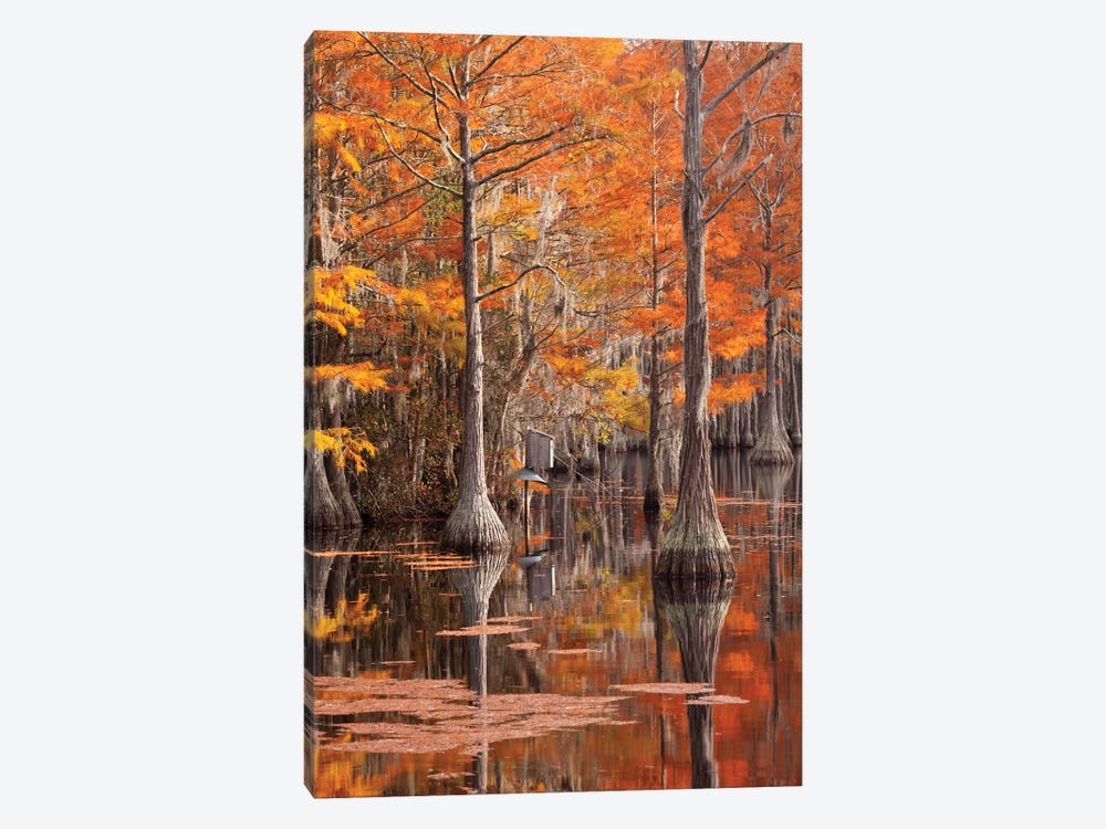 USA, George Smith State Park, Georgia. Fall cypress trees with wood duck box. by Joanne Wells 1-piece Canvas Artwork