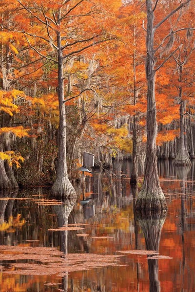 Joanne Wells: USA, George Smith State Park, Georgia. Fall cypress trees with wood duck box. by Joanne Wells