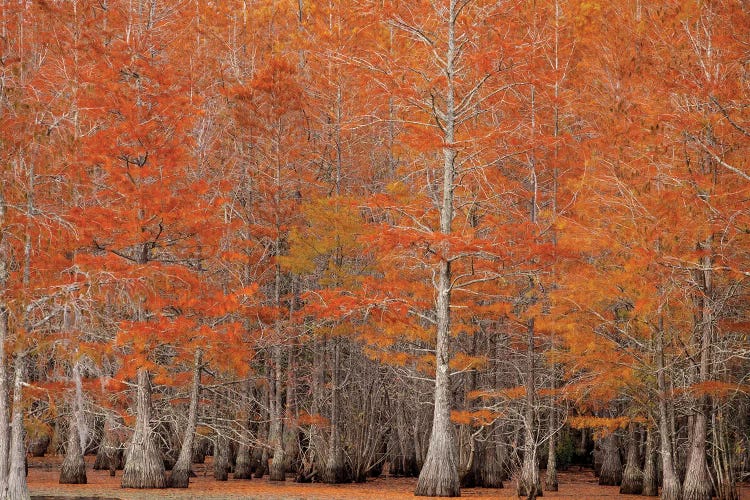 USA, George Smith State Park, Georgia. Fall cypress trees.