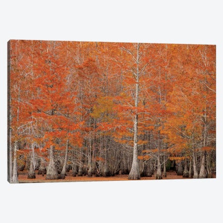 USA, George Smith State Park, Georgia. Fall cypress trees. Canvas Print #ANN9} by Joanne Wells Canvas Wall Art