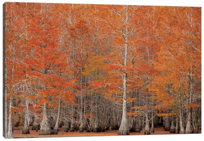 USA, George Smith State Park, Georgia. Fall cypress trees. Canvas Art Print