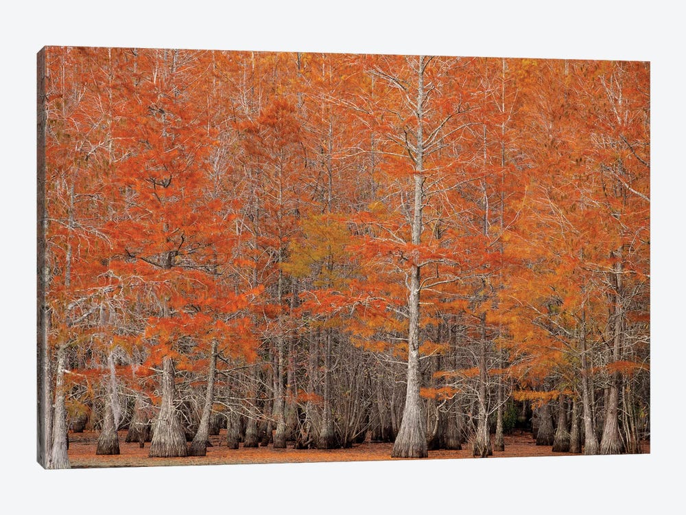 USA, George Smith State Park, Georgia. Fall cypress trees. by Joanne Wells 1-piece Canvas Art Print