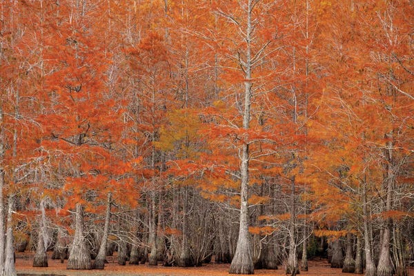 Joanne Wells: USA, George Smith State Park, Georgia. Fall cypress trees. by Joanne Wells