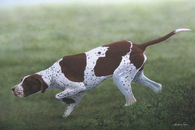 English Pointer I