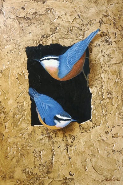Blue Tit by Alan Weston canvas print