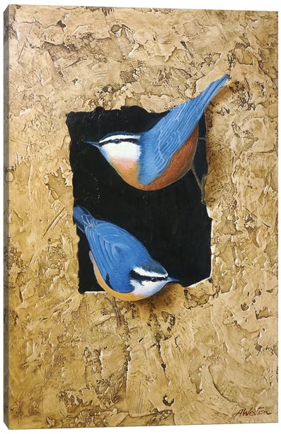 Blue Tit Canvas Art Print - Alan Weston