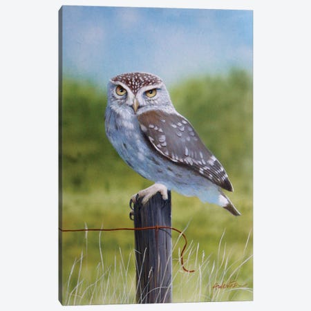 Owl I Canvas Print #ANO117} by Alan Weston Canvas Art