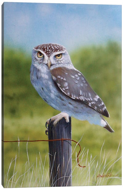 Owl I Canvas Art Print - Alan Weston
