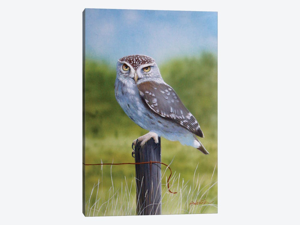Owl I by Alan Weston 1-piece Art Print