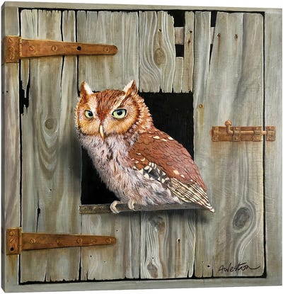 Brown Owl Canvas Art Print - Alan Weston