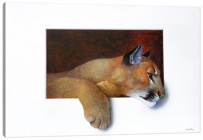 Cougar Canvas Art Print - Alan Weston