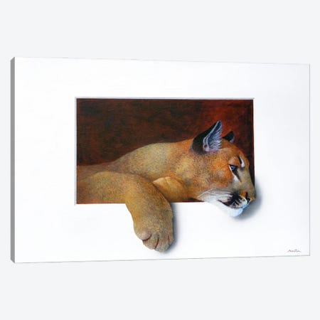 Cougar Canvas Print #ANO14} by Alan Weston Art Print