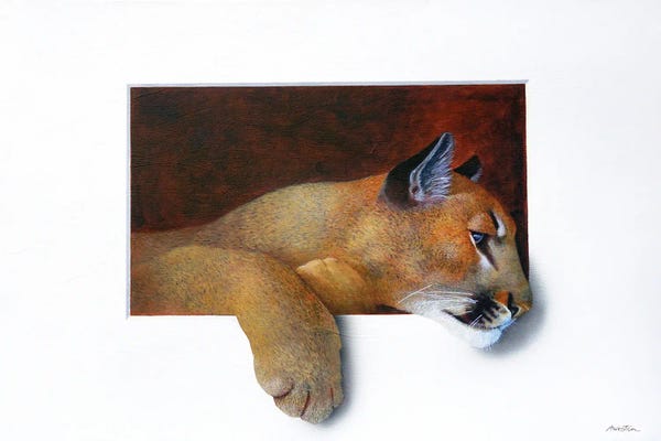 Cougars: Cougar by Alan Weston