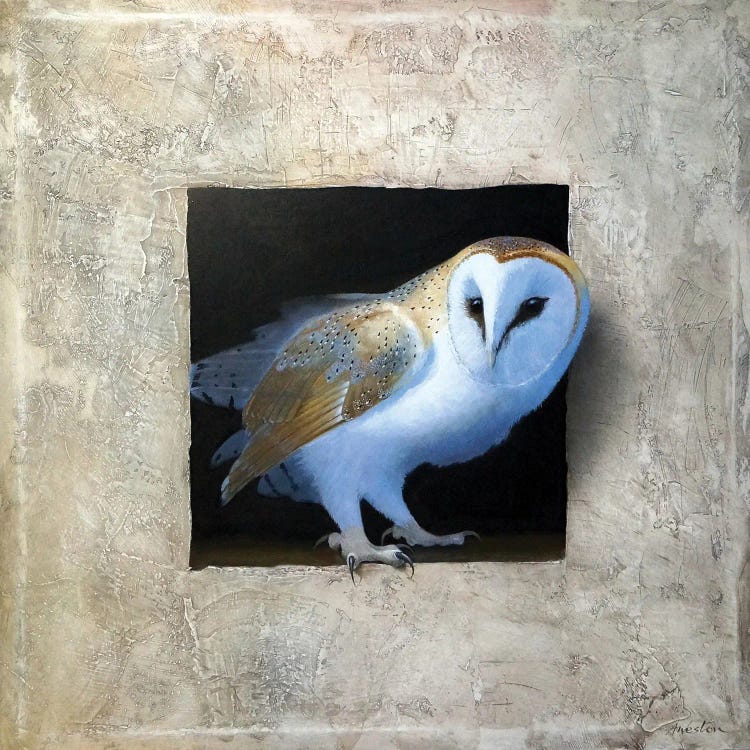 Barn Owl I