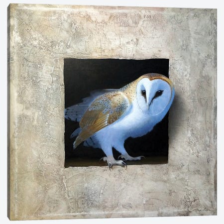 Barn Owl I Canvas Print #ANO3} by Alan Weston Art Print