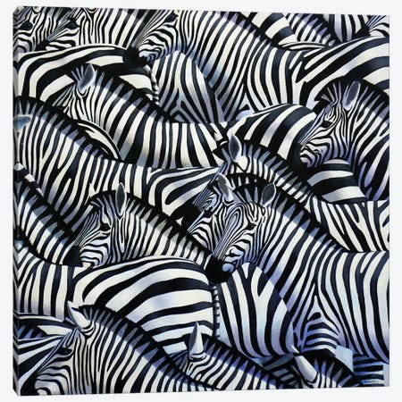 Zebra II Canvas Print #ANO83} by Alan Weston Art Print