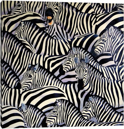 Zebra III Canvas Art Print - Alan Weston
