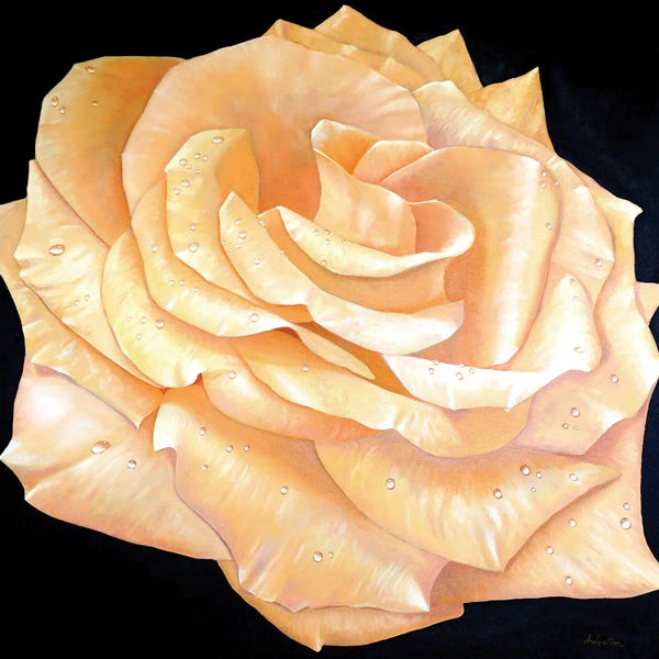 Alan Weston: Roses by Alan Weston