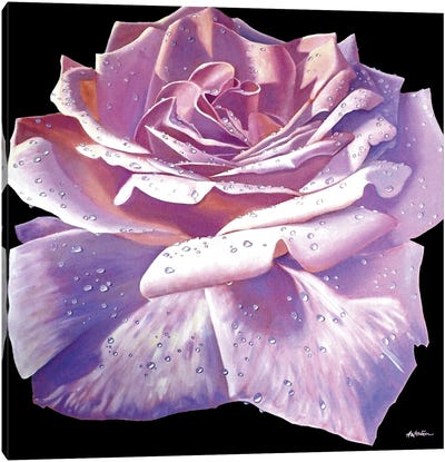 Pink Roses Canvas Art Print - Alan Weston