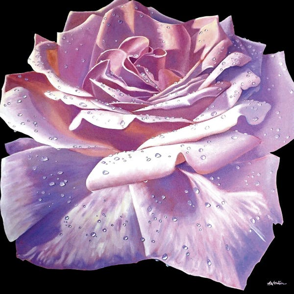 Alan Weston: Pink Roses by Alan Weston