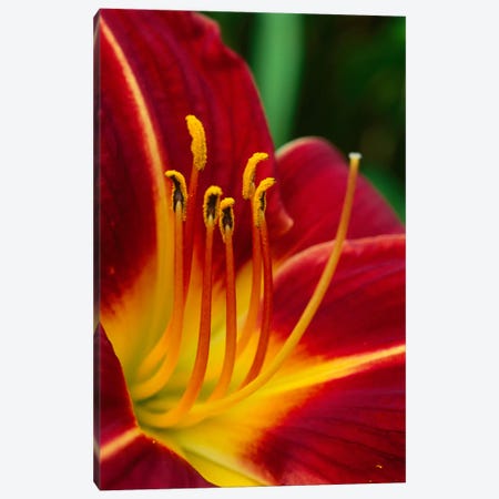 Flower Close Up Showing Pistil And Stamens, New Zealand Canvas Print #ANR3} by Andy Reisinger Canvas Art Print