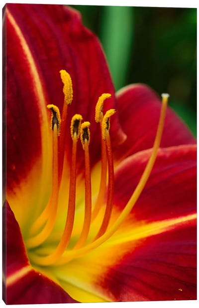 Flower Close Up Showing Pistil And Stamens, New Zealand Canvas Art Print