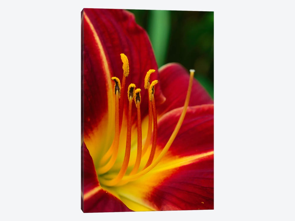 Flower Close Up Showing Pistil And Stamens, New Zealand 1-piece Canvas Print