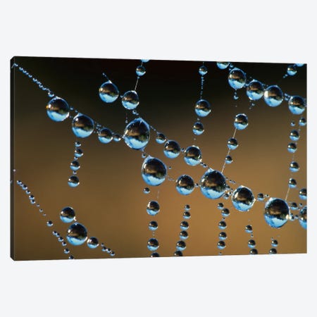 Raindrops On A Spider Web, New Zealand Canvas Print #ANR4} by Andy Reisinger Canvas Art