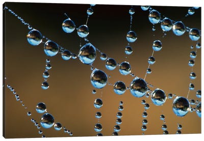 Raindrops On A Spider Web, New Zealand Canvas Art Print - Spiders