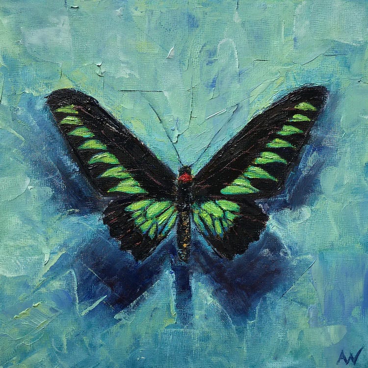 Rajah Brooke's Birdwing On Blue