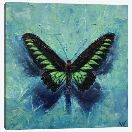Rajah Brooke's Birdwing On Blue Canvas Print #ANV25} by Anne-Marie Verdel Canvas Art Print