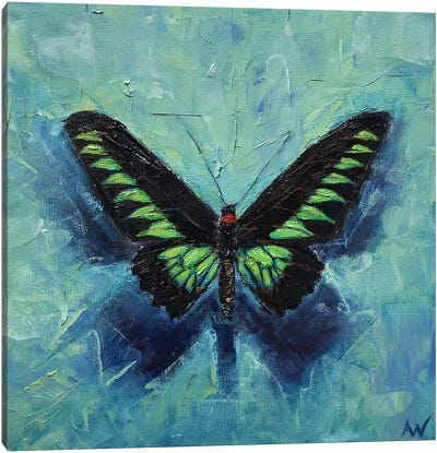 Rajah Brooke's Birdwing On Blue Canvas Art Print - Anne-Marie Verdel
