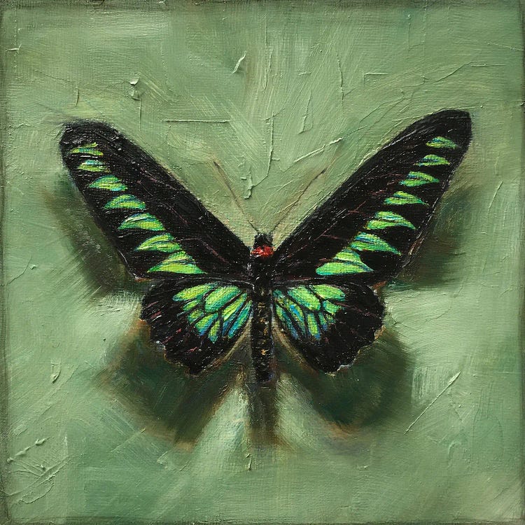 Rajah Brooke's Birdwing On Green