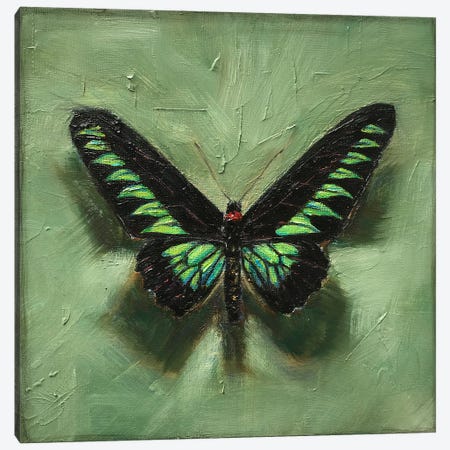 Rajah Brooke's Birdwing On Green Canvas Print #ANV26} by Anne-Marie Verdel Canvas Print