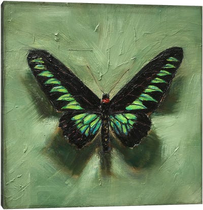 Rajah Brooke's Birdwing On Green Canvas Art Print - Anne-Marie Verdel