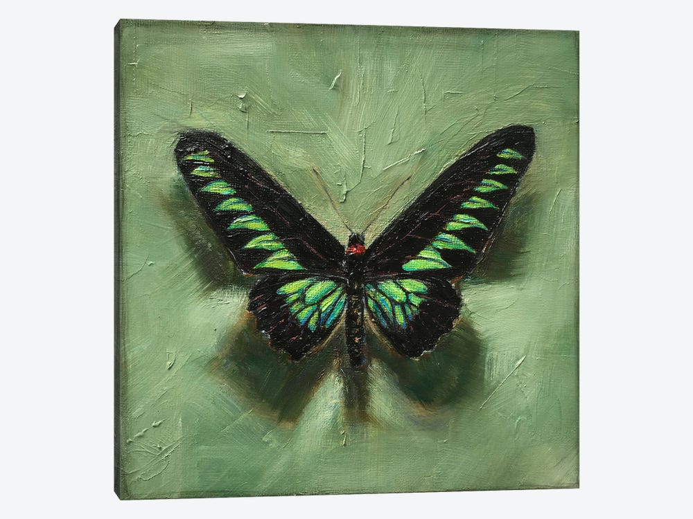 Rajah Brooke's Birdwing On Green by Anne-Marie Verdel 1-piece Canvas Artwork