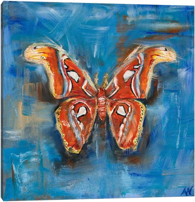 The Atlas Moth Canvas Art Print - Anne-Marie Verdel