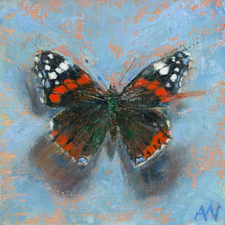 The Red Admiral