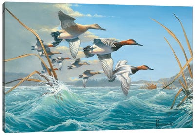 Rough Water Canvasbacks Canvas Art Print - Duck Art