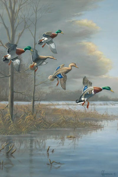 Storm Front Mallards by Anderson Art art print