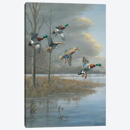 Storm Front Mallards Canvas Print #AOA24} by Anderson Art Canvas Print