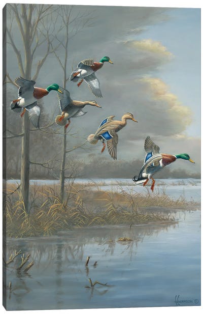 Storm Front Mallards Canvas Art Print - Duck Art