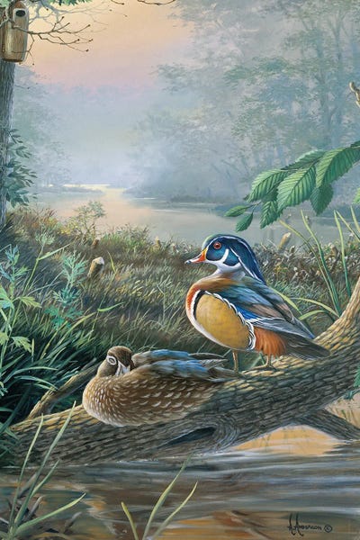 The Nesters Wood Ducks by Anderson Art framed wall art