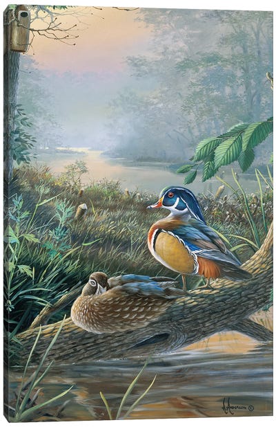 The Nesters Wood Ducks Canvas Art Print - Duck Art